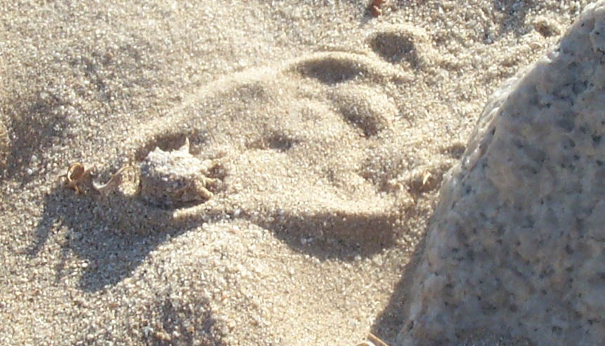 Buried Juvie