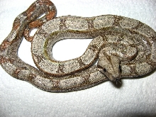 Hypo Sonoran Boa 2