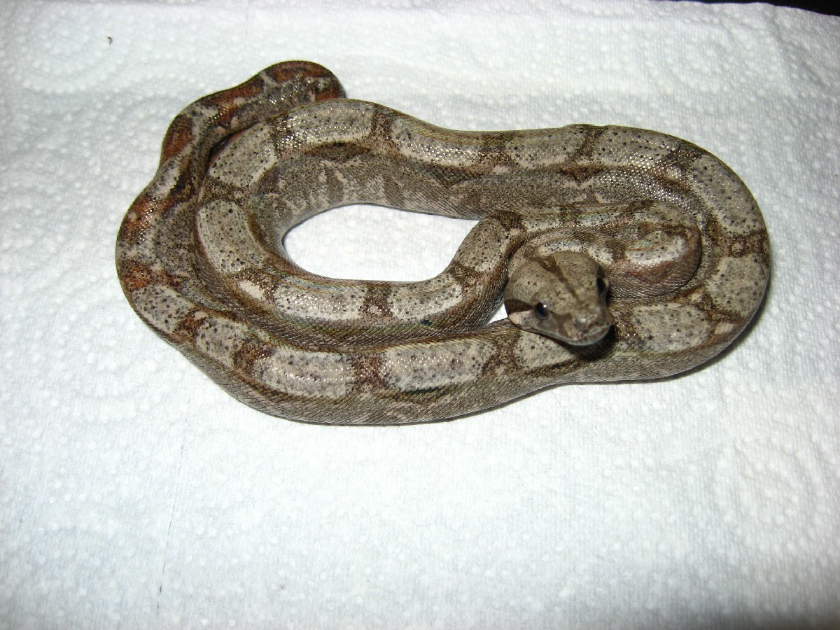 Hypo Sonoran Boa 1