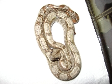 Hypo Sonoran Boa 3