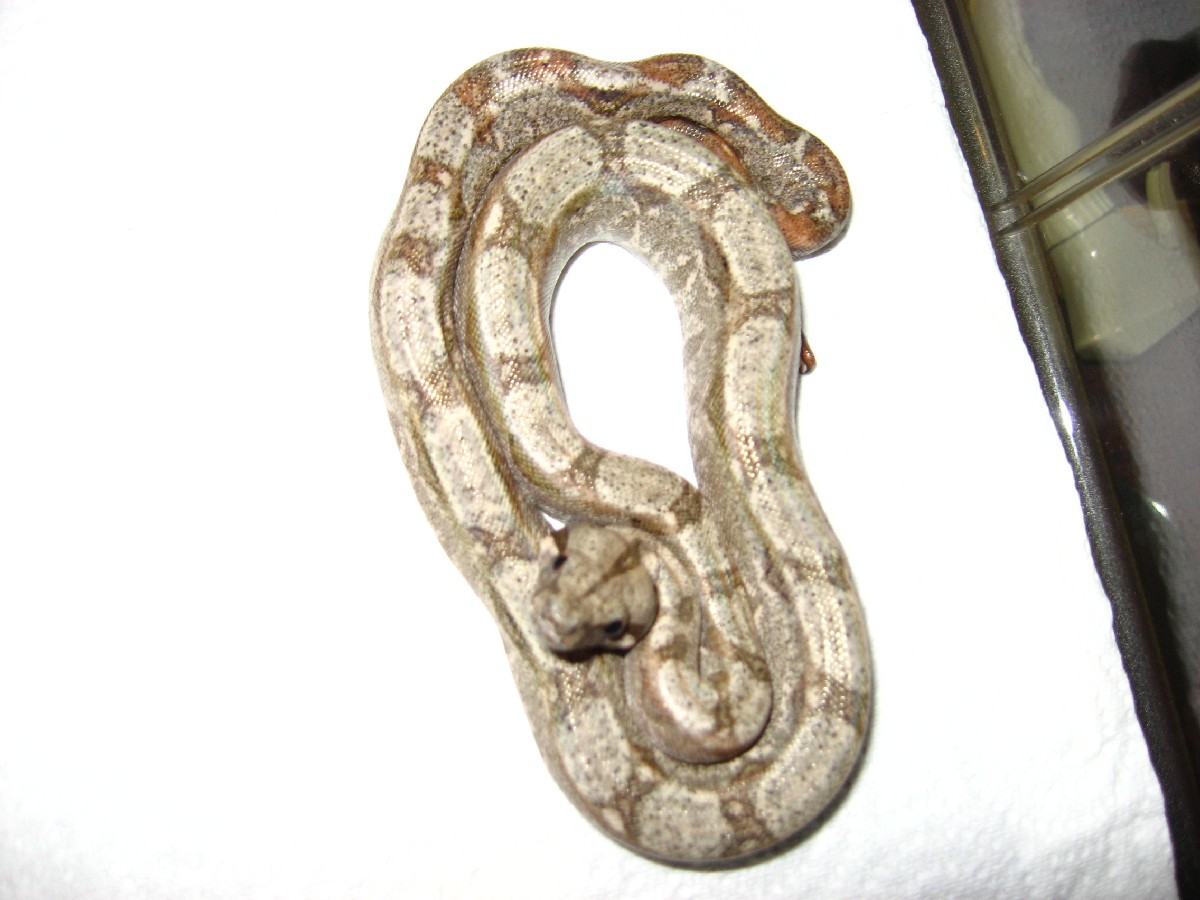Hypo Sonoran Boa 3
