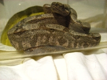 Hypo Sonoran Boa side shot