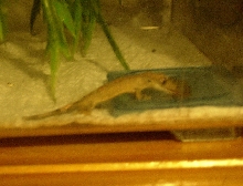 my crested gecko eating