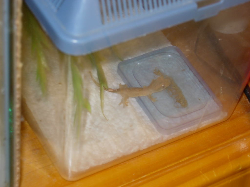 My crested gecko