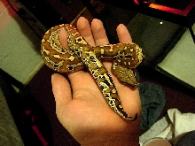 My Blood Python 1