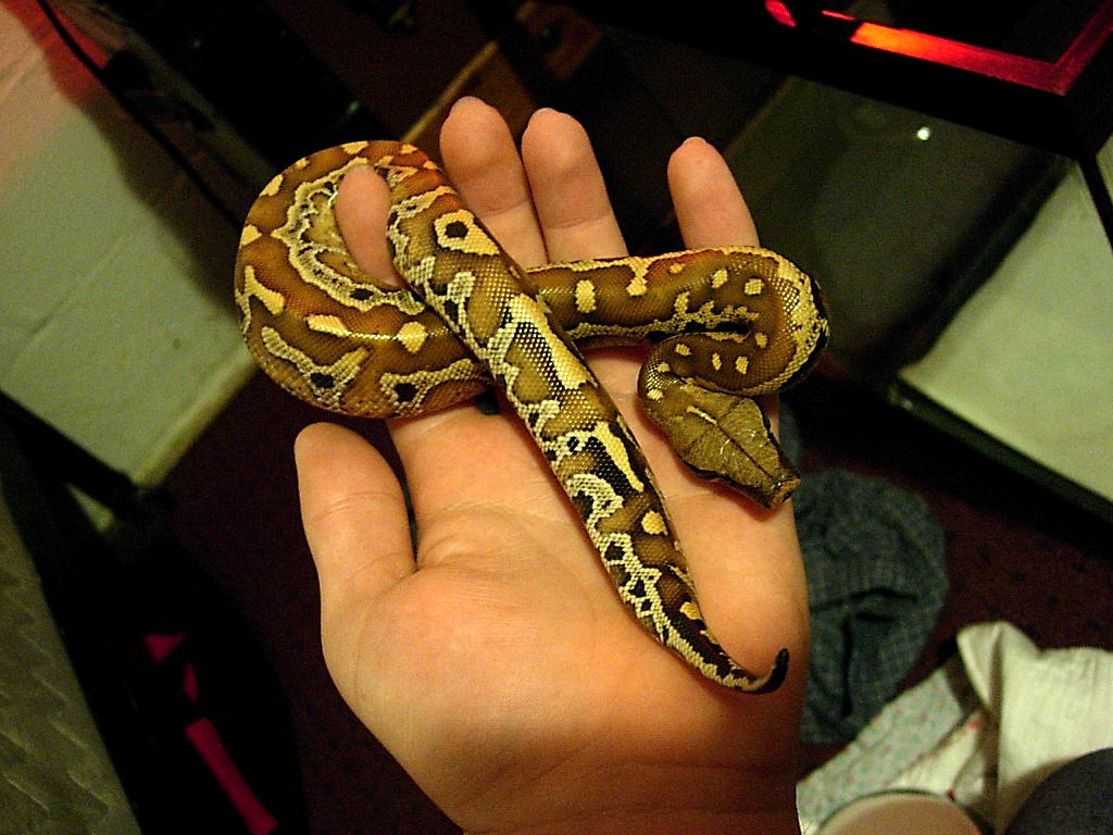My Blood Python 1