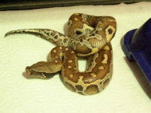 My Blood Python 2