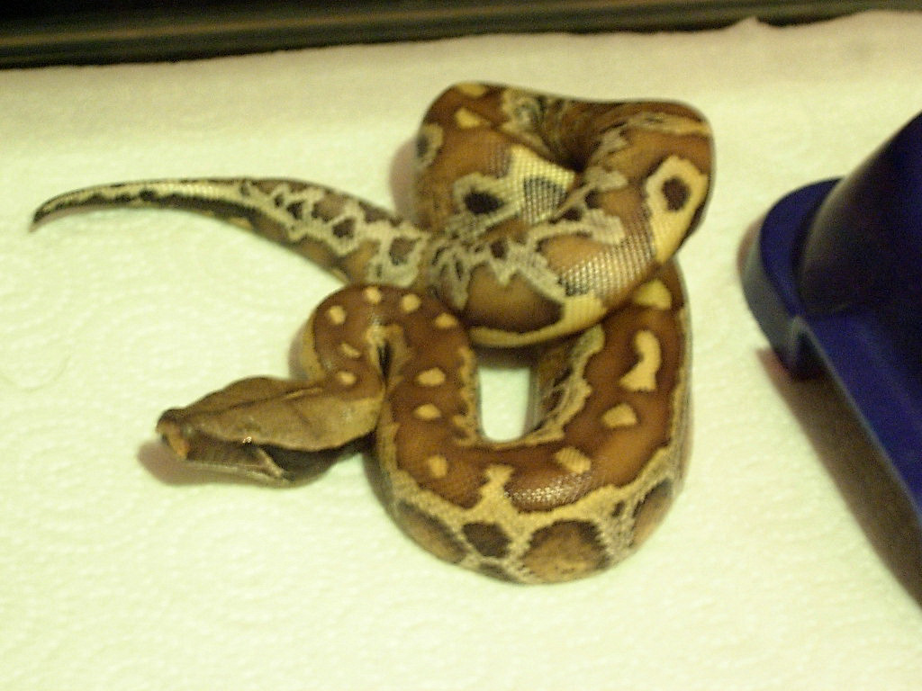 My Blood Python 2