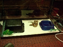 My Blood Python's cage