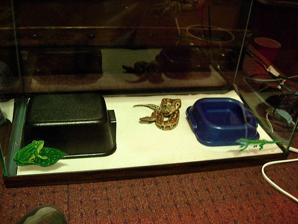 My Blood Python's cage