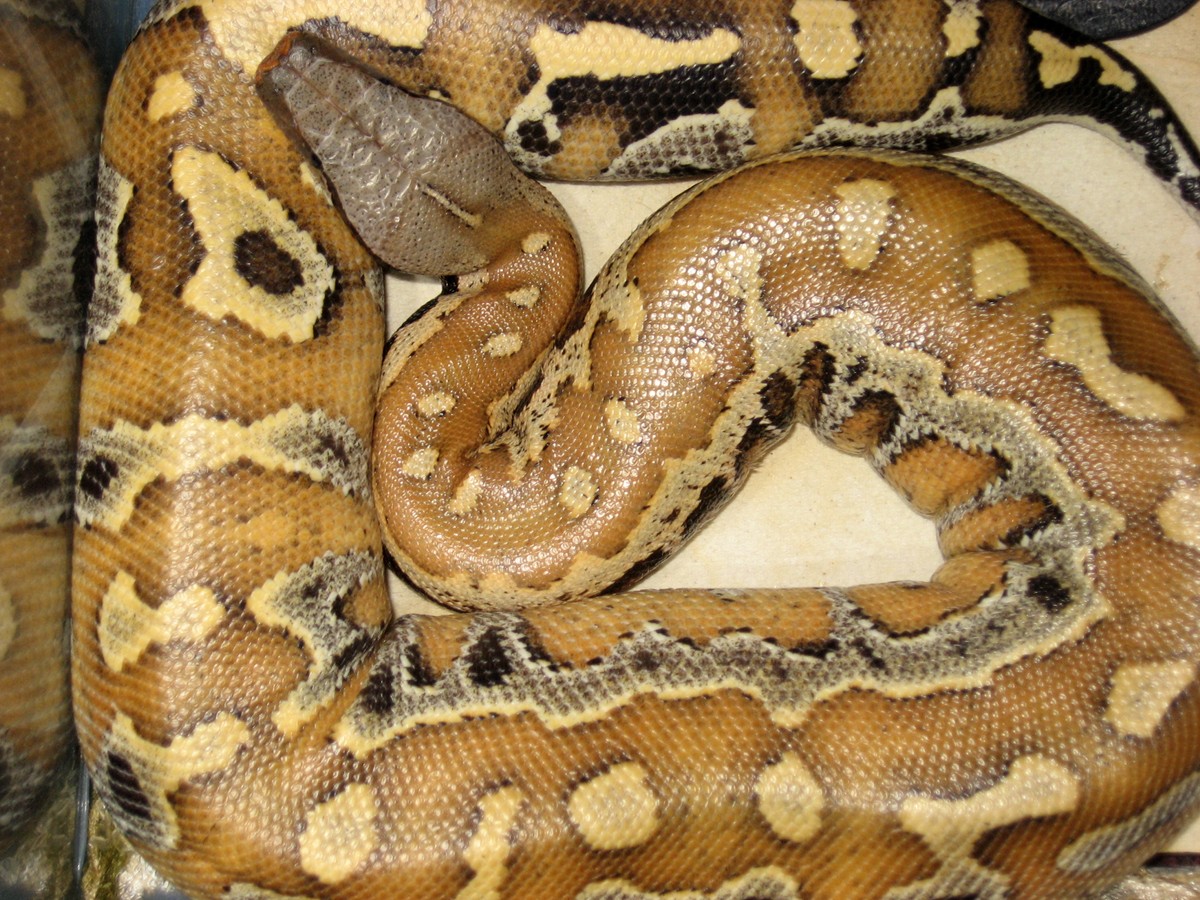 Yearling Blood Python 2