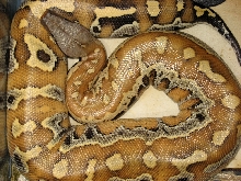 Yearling Blood Python