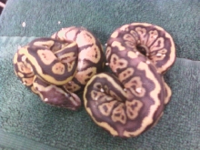 bp2010clutch3 pastel babies