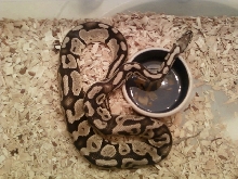 bpbellpastelmale2010clutch3