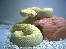 albino atrox
