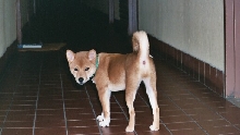 Miya hallway