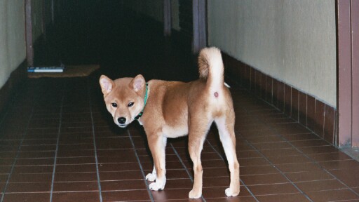 Miya hallway