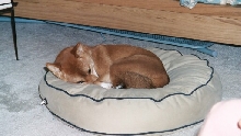 Miya