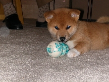 Miya 7.5 weeks