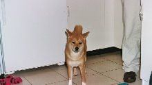 miya kitchen