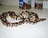 New Morph???