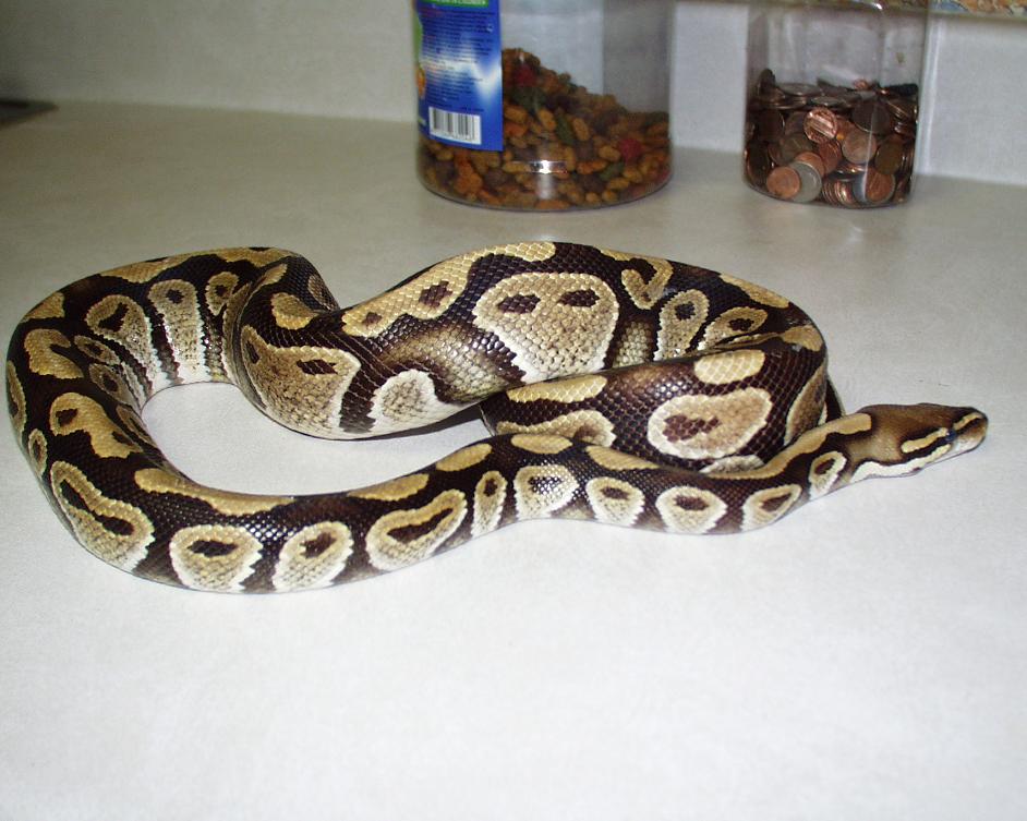 New Morph???