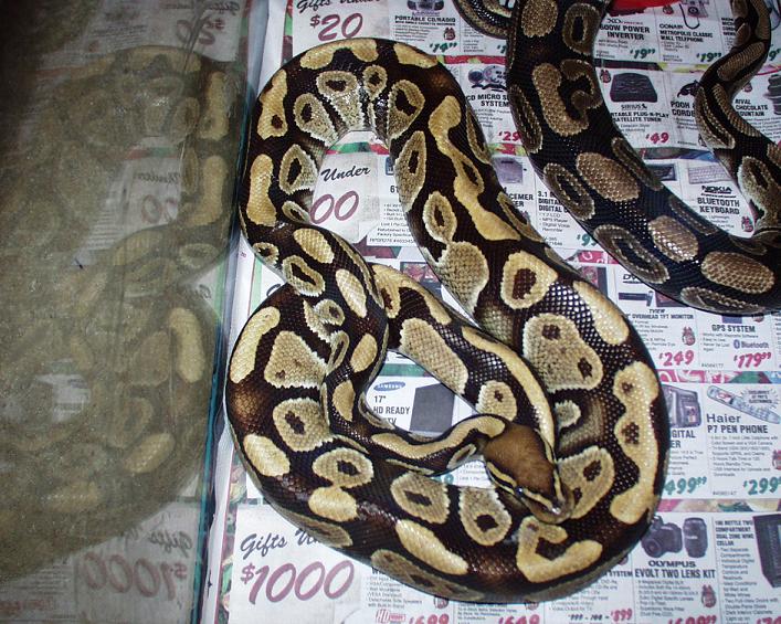 New Morph???