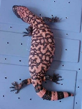 '00 Female Retic