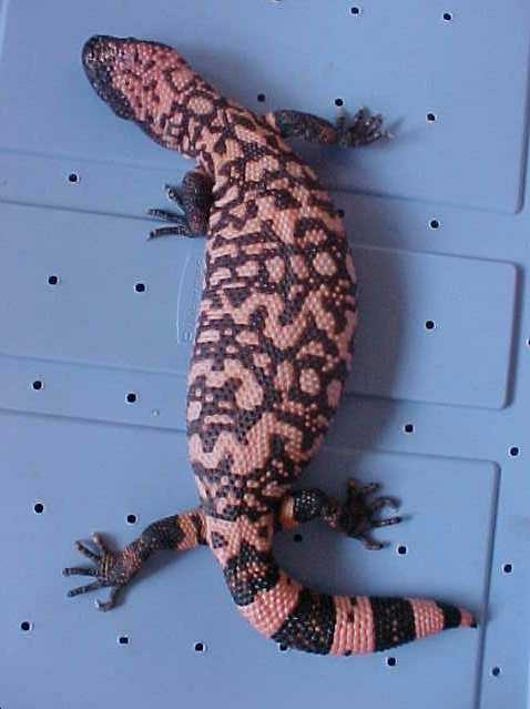 '00 Female Retic