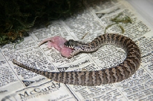 Death Adder meets pinky