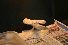 Albino Atrox Female
