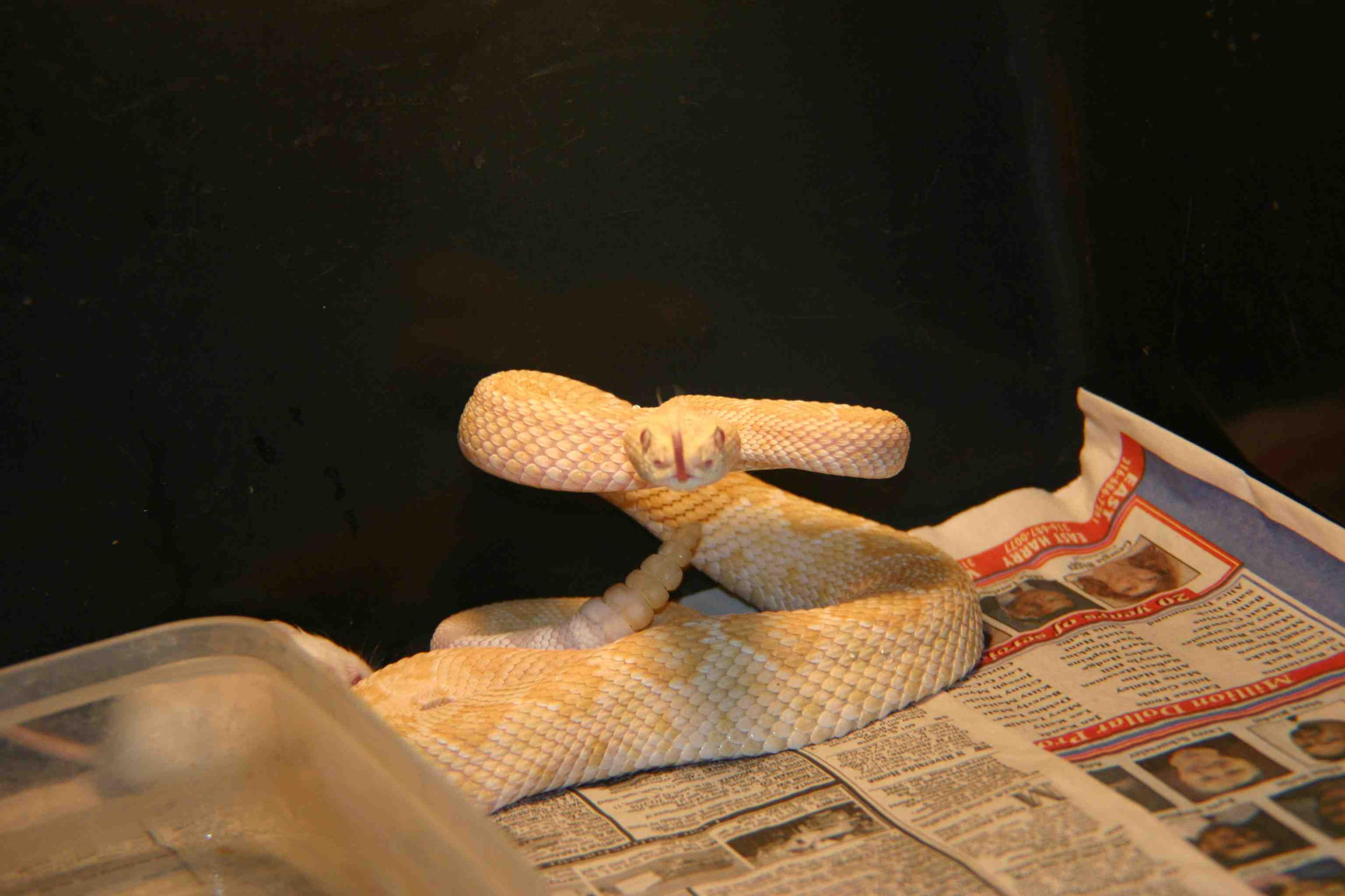 Albino Atrox Female