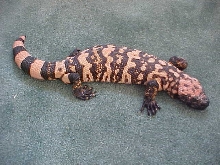 Adult Male