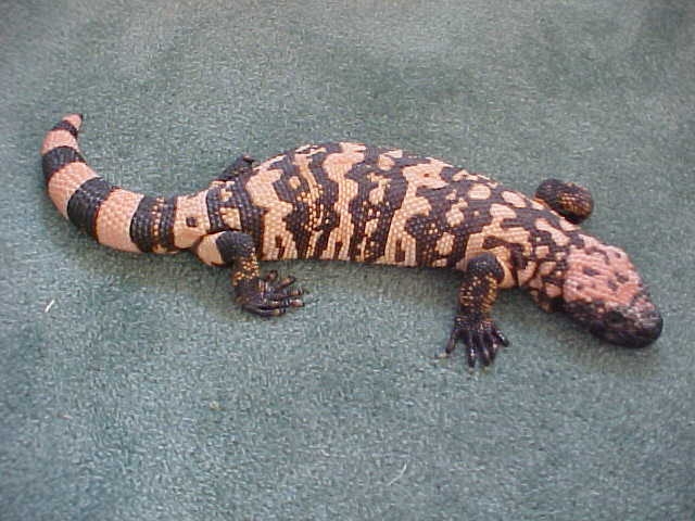 Adult Male