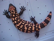 Dark Male Retic
