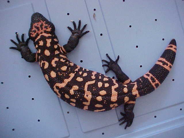 Dark Male Retic