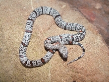 Speckled Vivid Big Hill