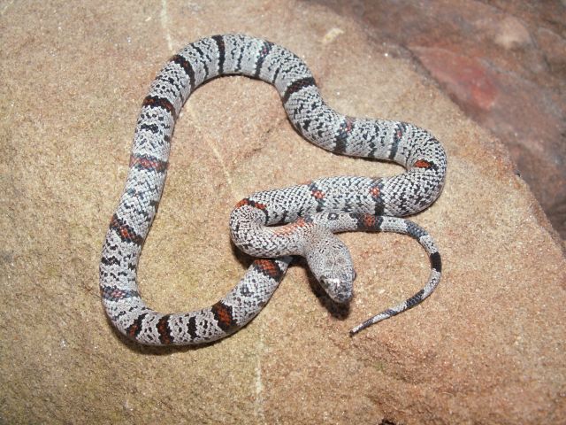Speckled Vivid Big Hill