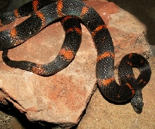 Dark Limpia