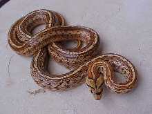 Striped Male Situla