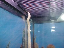 snowcorn