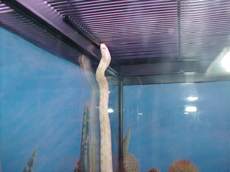 snowcorn