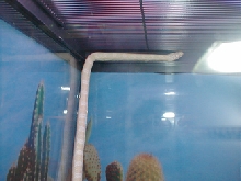 snowncorn