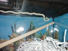 snowncorn