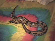 Ball Python
