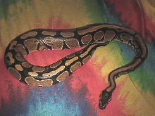 Ball Python