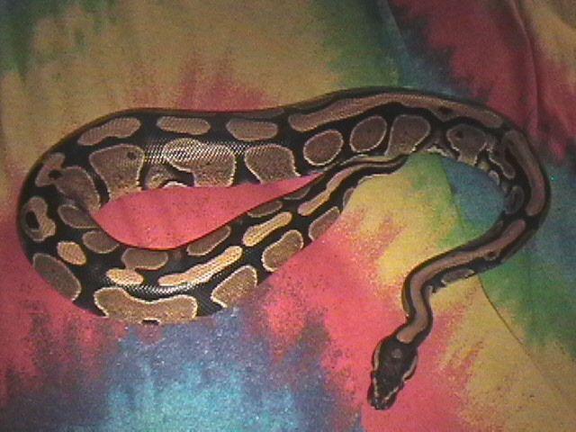 Ball Python
