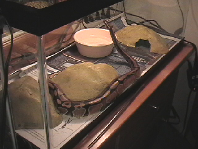 Ball Python Enclosure