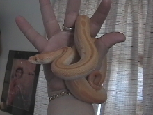 Another of Hendrix