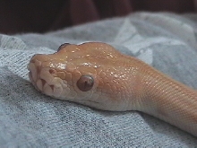 Close-up of Hendrix